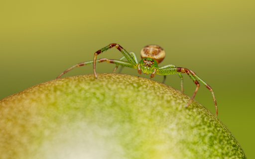 Spiders are greener  from Chrome web store to be run with OffiDocs Chromium online