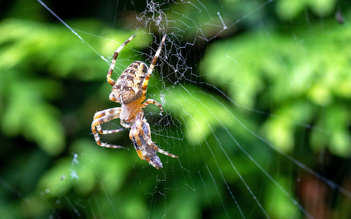 Spider spinning web  from Chrome web store to be run with OffiDocs Chromium online