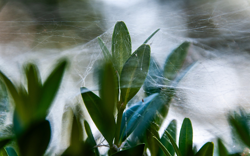 Spiderweb  from Chrome web store to be run with OffiDocs Chromium online