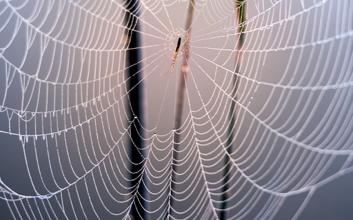 Spider Web and Baby Spider  from Chrome web store to be run with OffiDocs Chromium online