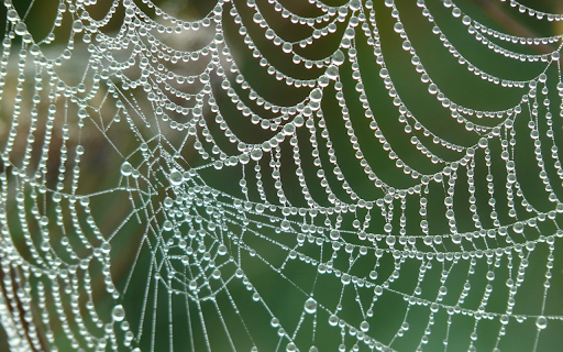 Spider web exposed to dew  from Chrome web store to be run with OffiDocs Chromium online