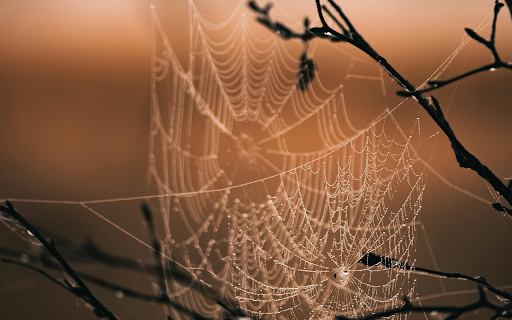 Spider Web on Brown Tree Branch during Sunset  from Chrome web store to be run with OffiDocs Chromium online
