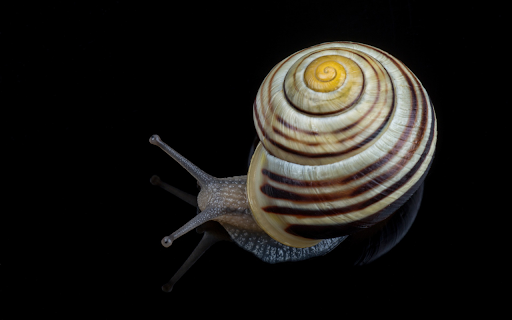 Spiral shell snail  from Chrome web store to be run with OffiDocs Chromium online