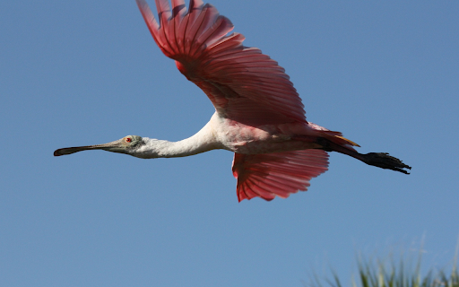 Spoon billed pink bird  from Chrome web store to be run with OffiDocs Chromium online