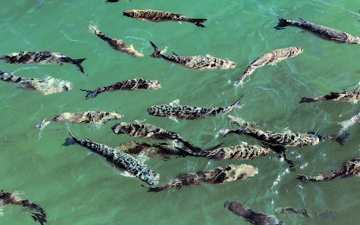 Spotted fish  from Chrome web store to be run with OffiDocs Chromium online