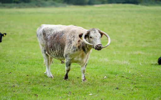 Spotted white cow with curved horns  from Chrome web store to be run with OffiDocs Chromium online