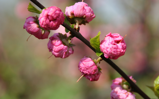 Spring Awakening  from Chrome web store to be run with OffiDocs Chromium online