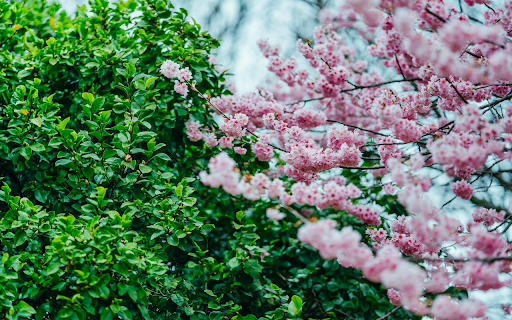 Spring Blossom Serenity  from Chrome web store to be run with OffiDocs Chromium online