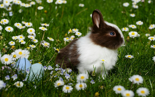 Spring Bunny Meadow Theme  from Chrome web store to be run with OffiDocs Chromium online