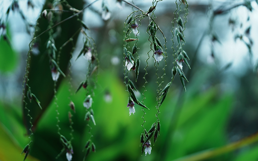 Spring Flower Branch  from Chrome web store to be run with OffiDocs Chromium online