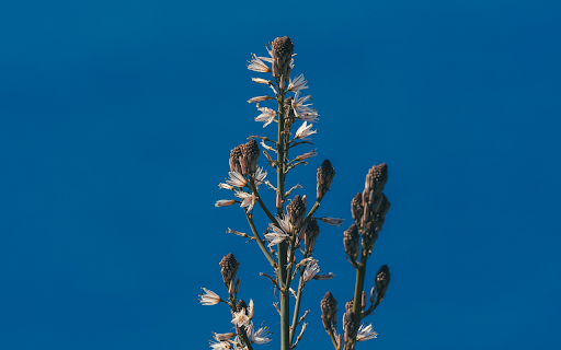 Spring Flower Grass  from Chrome web store to be run with OffiDocs Chromium online