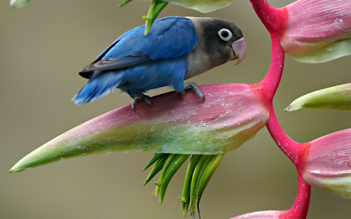 Spring flowers bloom  from Chrome web store to be run with OffiDocs Chromium online