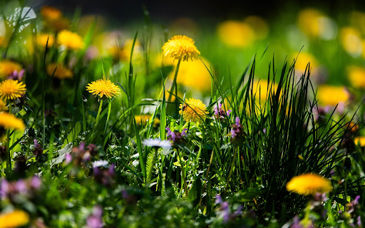 Spring Grass Flower Garden  from Chrome web store to be run with OffiDocs Chromium online