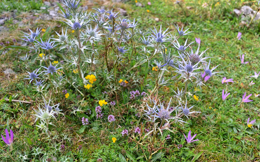 Spring grass flowers  from Chrome web store to be run with OffiDocs Chromium online