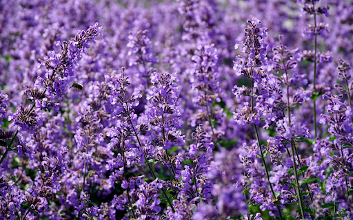 Spring purple flower field  from Chrome web store to be run with OffiDocs Chromium online