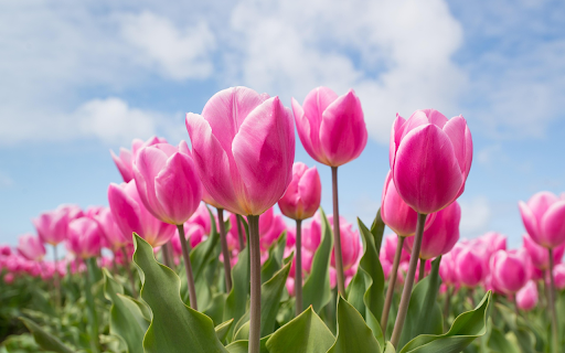 Spring Radiance  from Chrome web store to be run with OffiDocs Chromium online