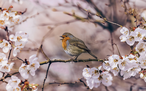 spring roses Theme  from Chrome web store to be run with OffiDocs Chromium online