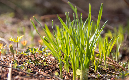 Sprouts in the sun  from Chrome web store to be run with OffiDocs Chromium online
