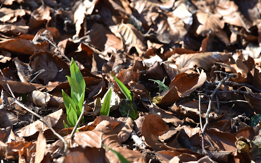 Sprouts under dry leaves  from Chrome web store to be run with OffiDocs Chromium online