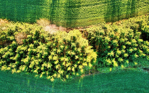 Spruce tree tops  from Chrome web store to be run with OffiDocs Chromium online