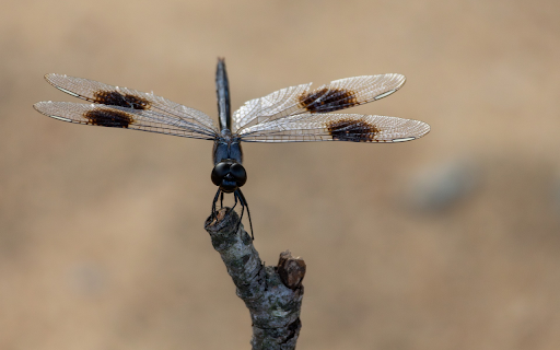 Squid dragonfly  from Chrome web store to be run with OffiDocs Chromium online