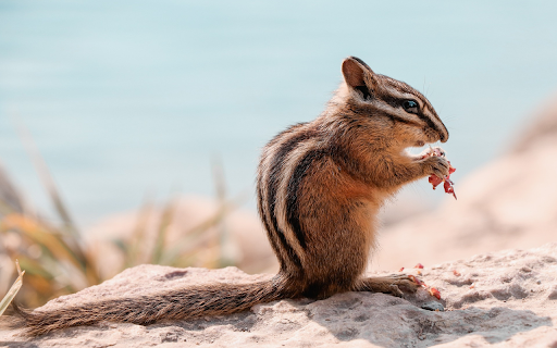 Squirrel  from Chrome web store to be run with OffiDocs Chromium online