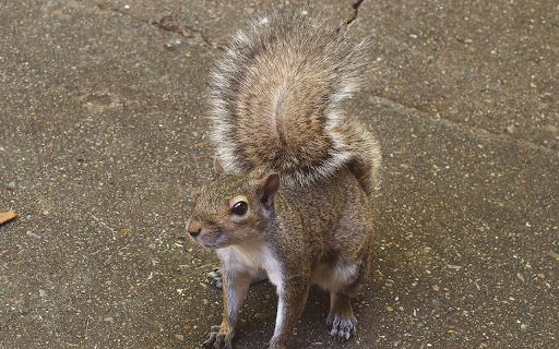 Squirrel and bushy tail  from Chrome web store to be run with OffiDocs Chromium online