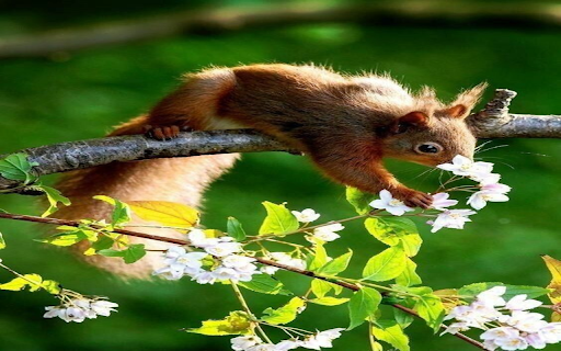 Squirrel and flower wallpaper  from Chrome web store to be run with OffiDocs Chromium online