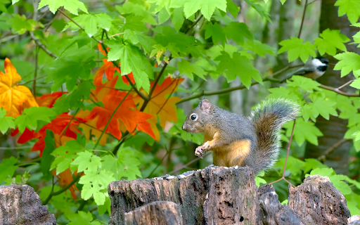 Squirrel and leaves  from Chrome web store to be run with OffiDocs Chromium online