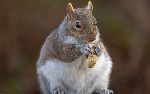 Squirrel and peanut  from Chrome web store to be run with OffiDocs Chromium online