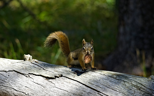 Squirrel and pinecone  from Chrome web store to be run with OffiDocs Chromium online