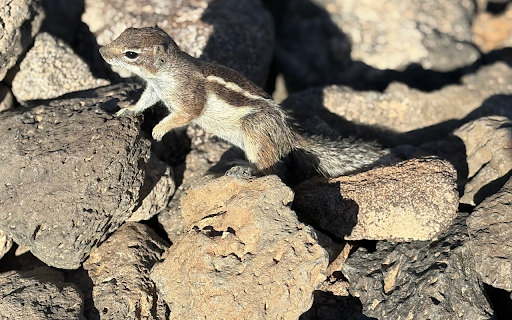 Squirrel and the Rocks  from Chrome web store to be run with OffiDocs Chromium online