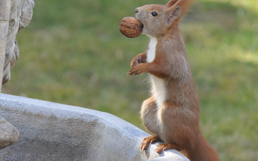 Squirrel and Walnut  from Chrome web store to be run with OffiDocs Chromium online