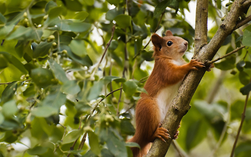 Squirrel climbing a tree  from Chrome web store to be run with OffiDocs Chromium online