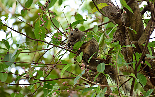 Squirrel eating fruit  from Chrome web store to be run with OffiDocs Chromium online