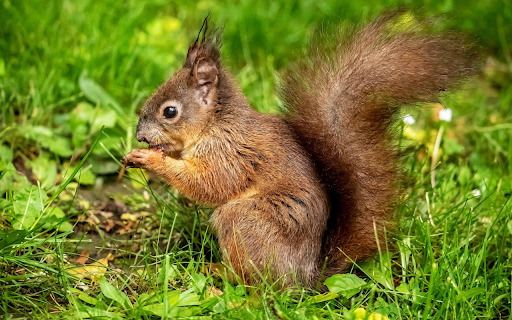 Squirrel Eating Nuts  from Chrome web store to be run with OffiDocs Chromium online