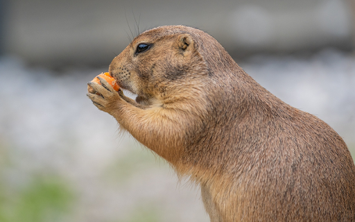 Squirrel eats carrots  from Chrome web store to be run with OffiDocs Chromium online