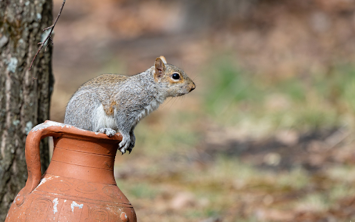 Squirrel in the Jar  from Chrome web store to be run with OffiDocs Chromium online