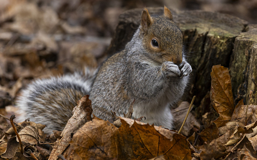 Squirrel looking for food  from Chrome web store to be run with OffiDocs Chromium online