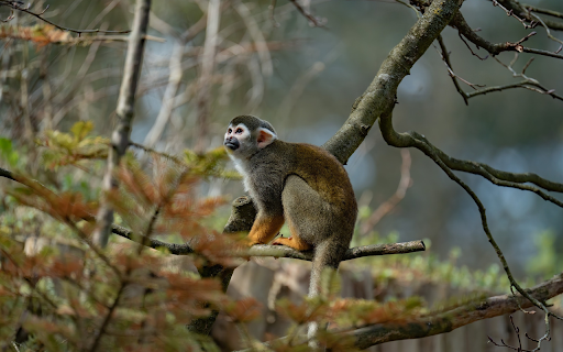 Squirrel Monkey  from Chrome web store to be run with OffiDocs Chromium online