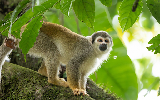 Squirrel monkey with dirty mouth  from Chrome web store to be run with OffiDocs Chromium online