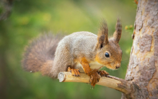 Squirrel on a small tree branch  from Chrome web store to be run with OffiDocs Chromium online