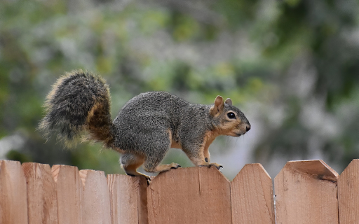 Squirrels climb the fence  from Chrome web store to be run with OffiDocs Chromium online