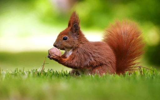 Squirrel: The Energetic and Clever Climber  from Chrome web store to be run with OffiDocs Chromium online