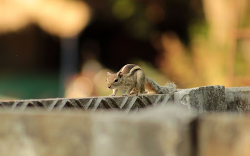 Squirrel Theme  from Chrome web store to be run with OffiDocs Chromium online