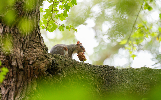 Squirrel undressing on a tree  from Chrome web store to be run with OffiDocs Chromium online