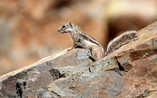 Squirrel with striped back  from Chrome web store to be run with OffiDocs Chromium online