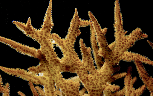 Staghorn coral bushes  from Chrome web store to be run with OffiDocs Chromium online