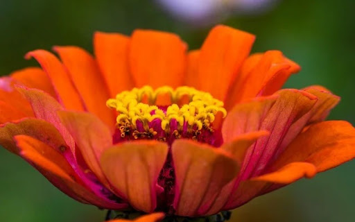 stamens Theme  from Chrome web store to be run with OffiDocs Chromium online