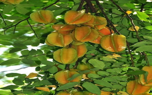 star fruit tree wallpaper  from Chrome web store to be run with OffiDocs Chromium online